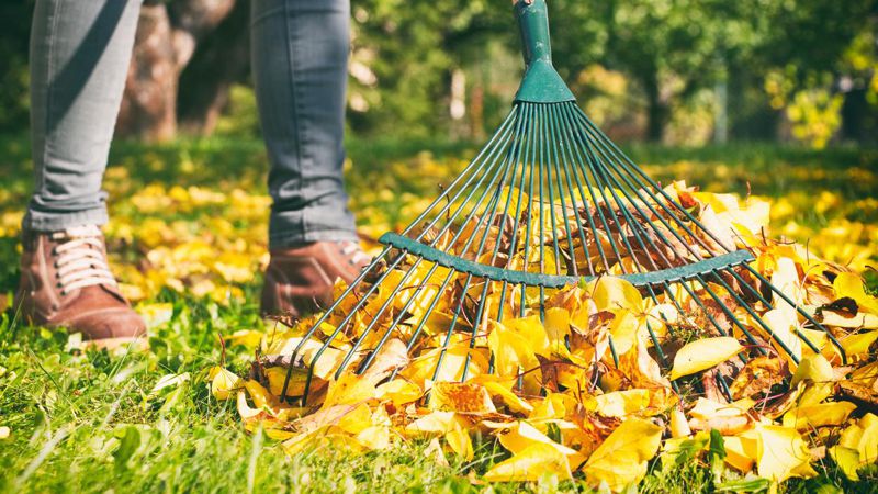 SPRING AND FALL CLEAN UPS